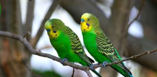 Эпиляция бровей: методы и рекомендации Как ухаживать за волнистыми попугаями - советы Popugaitut.ru