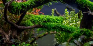 Что такое акваскейп? Что такое акваскейп?