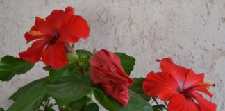 Покупка гибискуса Покупка гибискуса