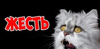 Почему котам нельзя стричь усы, что будет, если их подстричь, зачем они нужны кошке?