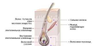 Расчесать? брови? расчесать! Абсолютно Женское Чтиво