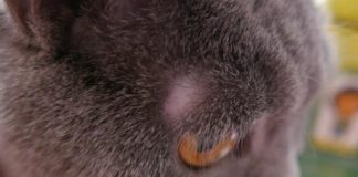 Залысины у кошки над глазами, болячки возле ушей: причины, как помочь