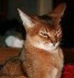 Как научить поднимать одну бровь!