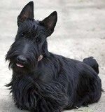 Испортили брови