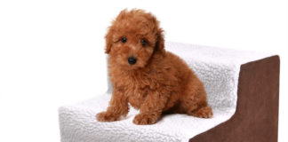 Покупка лестницы для собак