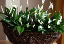 Спатифиллум: особенности ухода