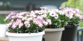 Контейнер для выращивания цветов для патио или террасы