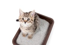 Серия наполнителей для кошачьего туалета, не оставляющих следов