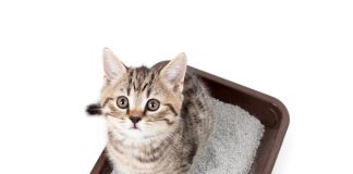 Серия наполнителей для кошачьего туалета, не оставляющих следов