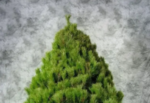 Что учесть при выборе новогодней сосны для праздника: советы