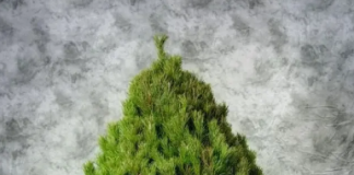 Что учесть при выборе новогодней сосны для праздника: советы