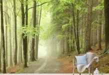 Чем отличаются современные фотообои от аналогов из прошлого: подробности