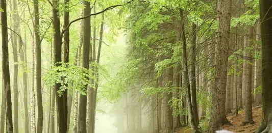 Чем отличаются современные фотообои от аналогов из прошлого: подробности