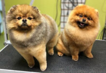 Стрижка питомцев в салоне: все, что нужно знать владельцам животных