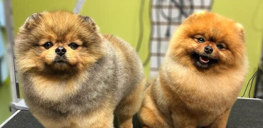 Стрижка питомцев в салоне: все, что нужно знать владельцам животных