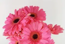 Популярные сорта и виды гербер: их использование в букетах