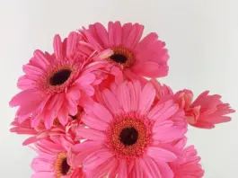 Популярные сорта и виды гербер: их использование в букетах