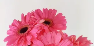 Популярные сорта и виды гербер: их использование в букетах