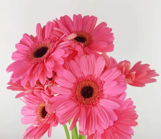 Популярные сорта и виды гербер: их использование в букетах