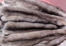 Шкура соболя: история, свойства и уход