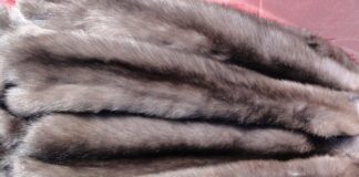 Шкура соболя: история, свойства и уход