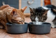 Корм для котят: особенности и рекомендации по выбору