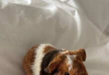 Передержка животных в ветеринарной клинике: надежность и забота на высшем уровне