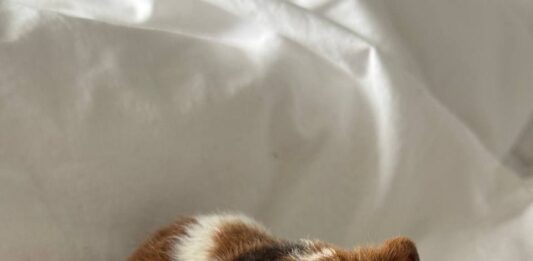 Передержка животных в ветеринарной клинике: надежность и забота на высшем уровне